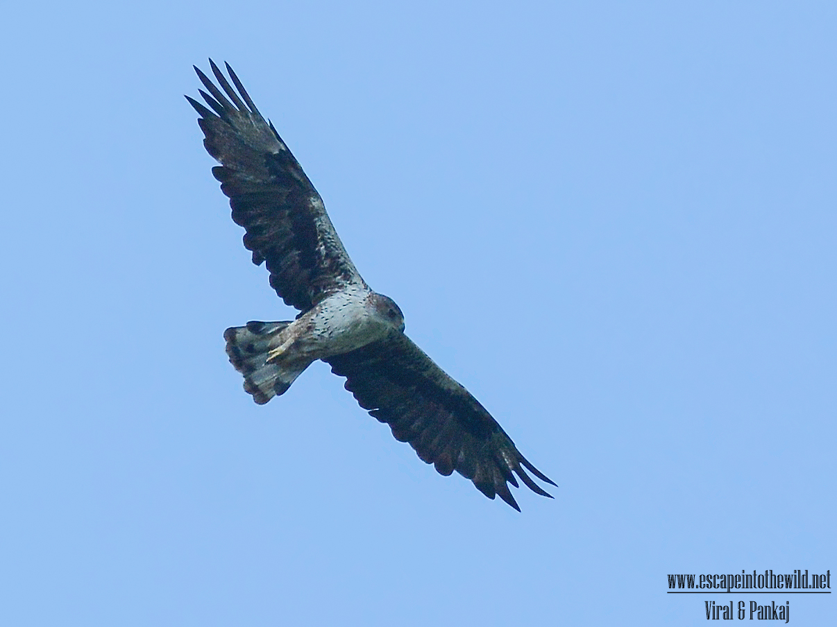 Bonelli's Eagle